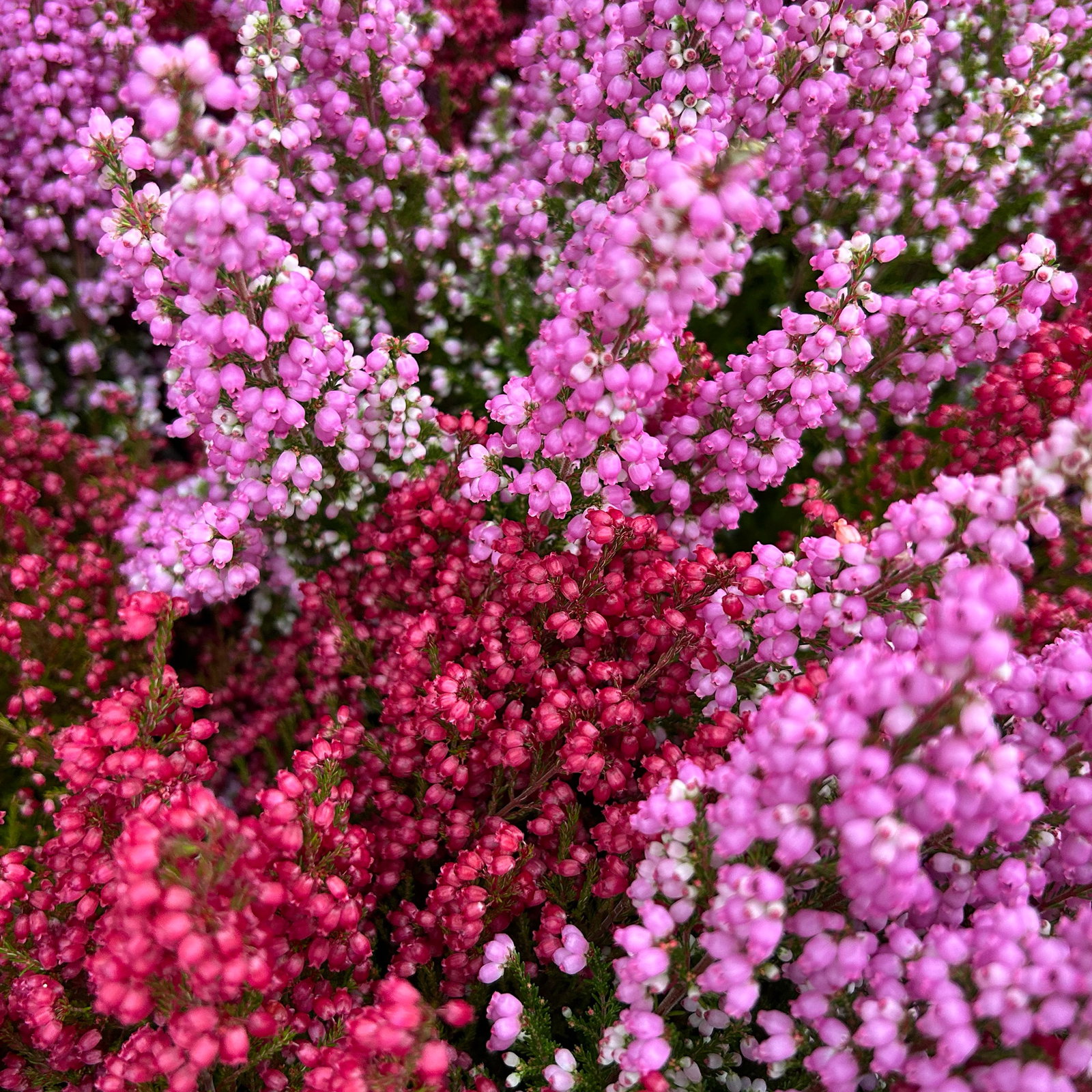 Glockenheide 'Duo', rot-rosa, Topf-Ø 12cm, 6er-Set Glockenheide 'Duo', rot-rosa, Topf-Ø 12cm, 6er-Set