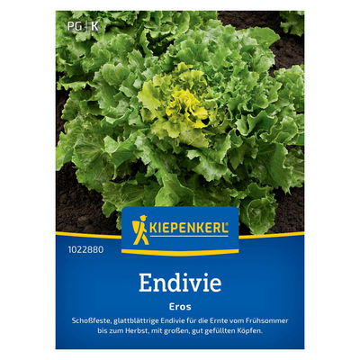 Saatgut Endivie 'Eros' Saatgut Endivie 'Eros'