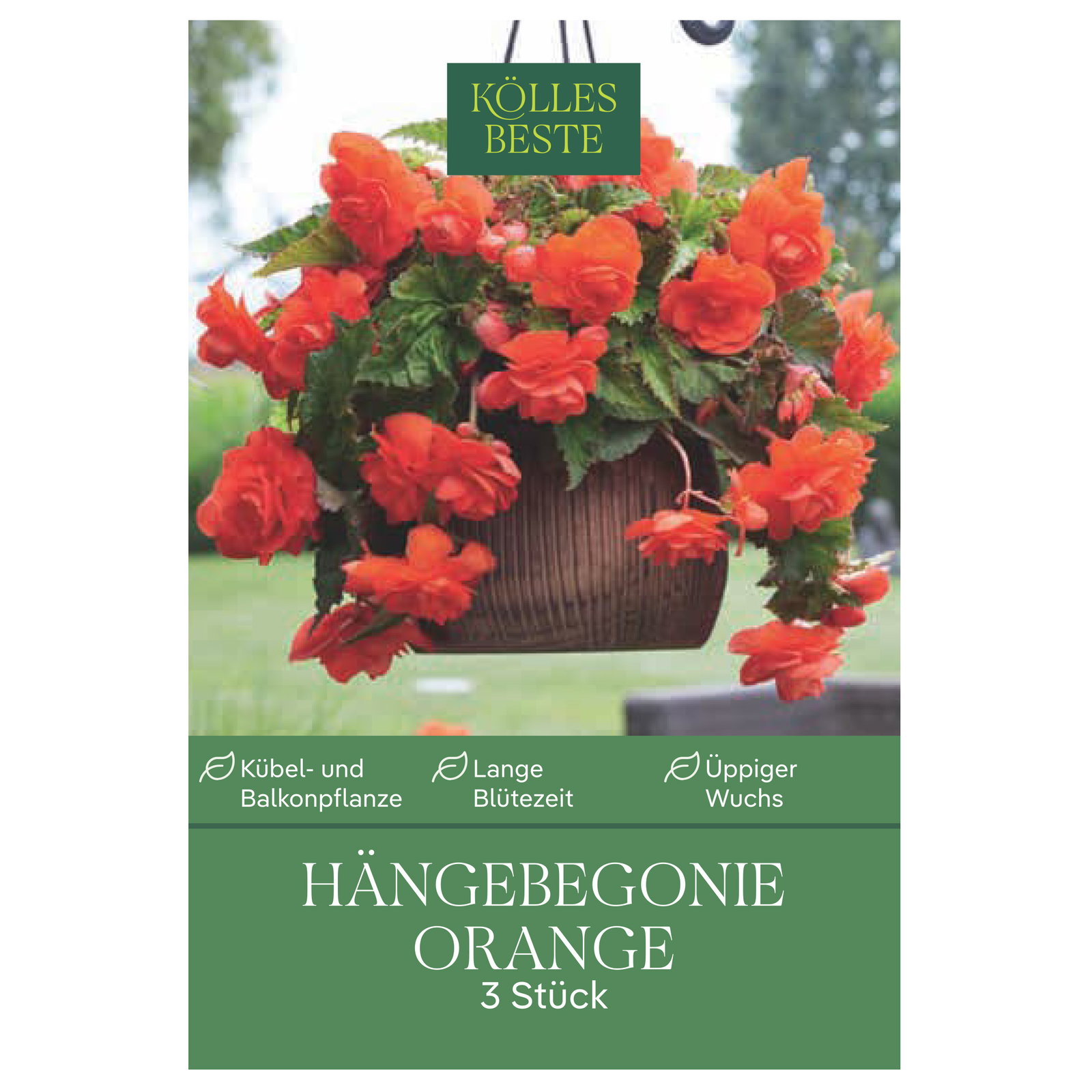 Kölles Beste Hängebegonie, orange, 3 Blumenknollen