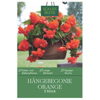 Kölles Beste Hängebegonie, orange, 3 Blumenknollen