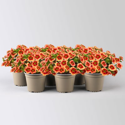 Zauberglöckchen 'Cabaret® Compact Orange Star', orange, Topf-Ø 13 cm, 6 Pflanzen