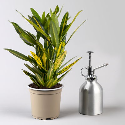 Kroton 'Sunny Star', Topf-Ø 12 cm, Höhe ca. 30 cm, 3 Pflanzen Kroton 'Sunny Star', Topf-Ø 12 cm, Höhe ca. 30 cm, 3 Pflanzen