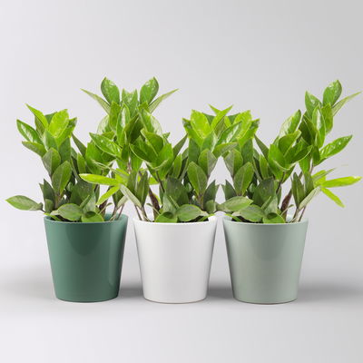 Glücksfeder inkl. Übertopf 'Dallas' grün,gl.blau& weiß Topf -Ø 12 cm, 3 Pflanzen Glücksfeder inkl. Übertopf 'Dallas' grün,gl.blau& weiß Topf -Ø 12 cm, 3 Pflanzen