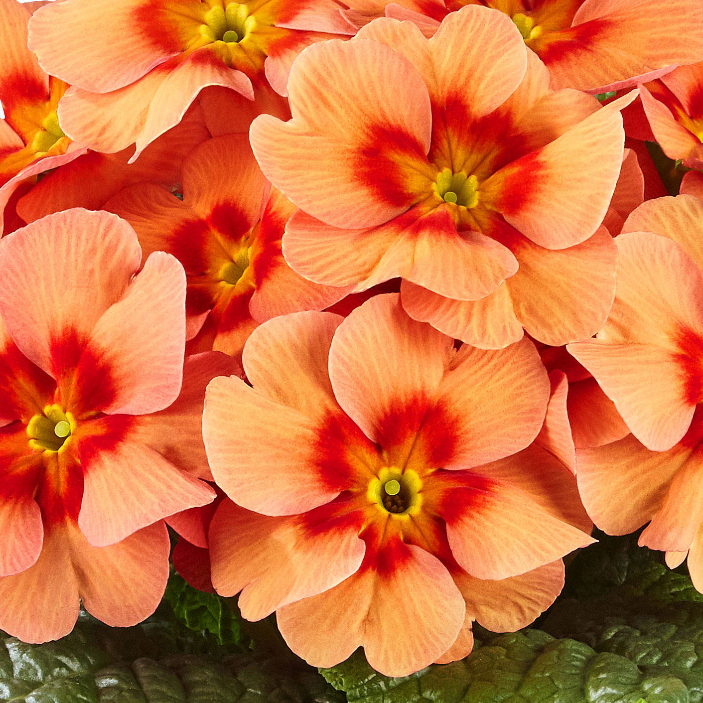 Pflanzen-Set Frühlingsharmonie, 12 Pflanzen inkl. Erde