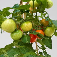 Kölle Naschgemüse Tomaten Mix 'Pick-&-Joy®, Topf-Ø 14 cm, 4 Pflanzen