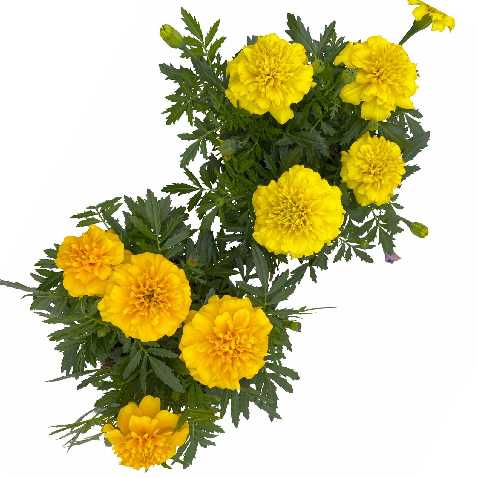 Tagetes, Farbe zufällig, Topf-Ø 12 cm, 6er-Set