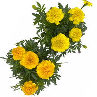 Tagetes, Farbe zufällig, Topf-Ø 12 cm, 6er-Set