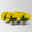 Chrysanthemen 'Chrysanne®Grandezza Yellow', gelb, Topf-Ø 13 cm, 4 Pflanzen