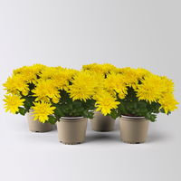 Chrysanthemen 'Chrysanne®Grandezza Yellow', gelb, Topf-Ø 13 cm, 4 Pflanzen