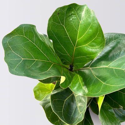 Geigenfeige 'Tibaco', 3er-Tuff, Topf-Ø 17 cm, Höhe ca. 50-60 cm Geigenfeige 'Tibaco', 3er-Tuff, Topf-Ø 17 cm, Höhe ca. 50-60 cm