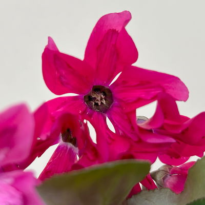 Alpenveilchen 'Petticoat Pink', pink, Topf-Ø 10,5 cm, 4 Pflanzen Alpenveilchen 'Petticoat Pink', pink, Topf-Ø 10,5 cm, 4 Pflanzen