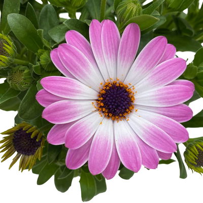 Kapkörbchen rosa, Topf-Ø 12 cm, 6er-Set