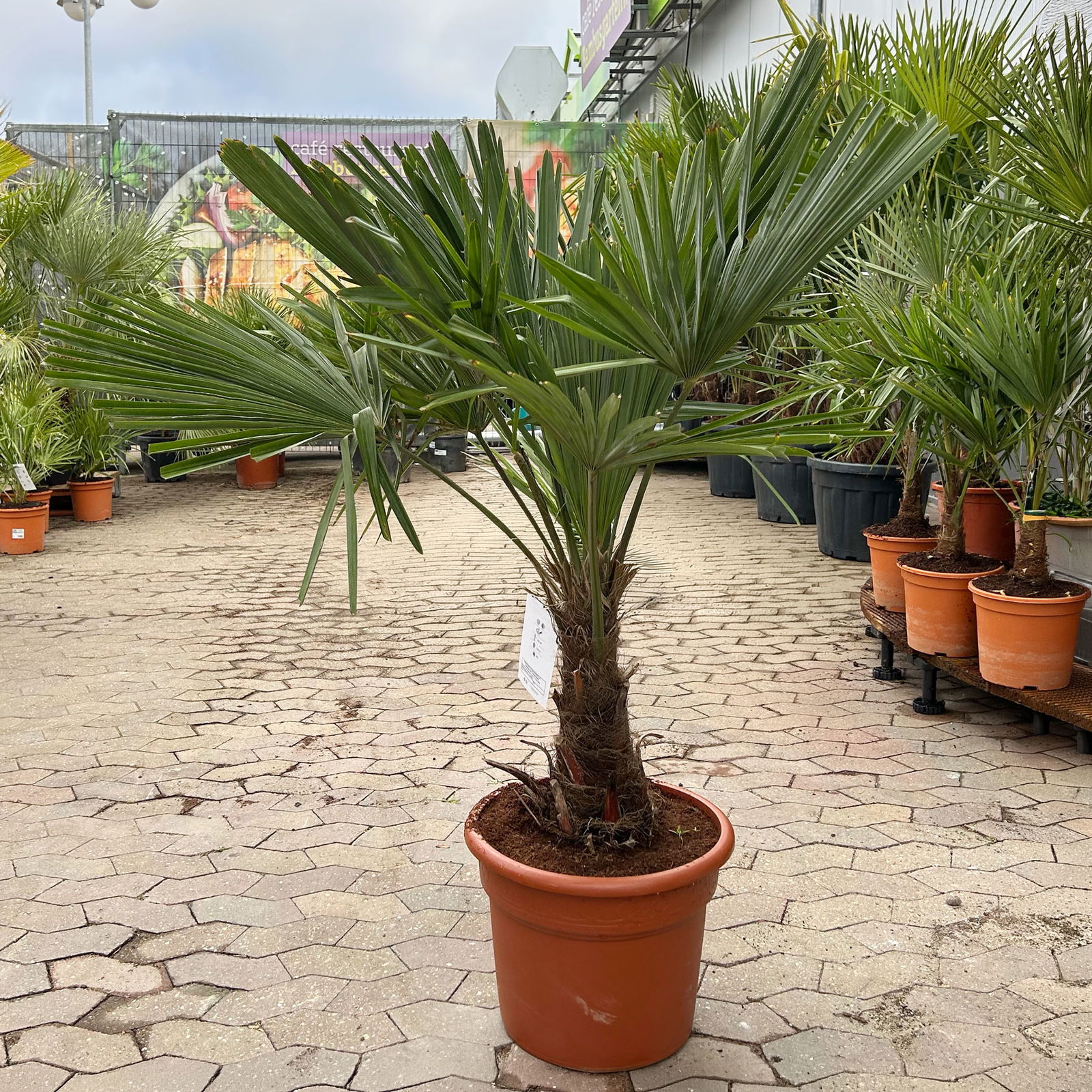 Hanfpalme, Stamm, Topf 25 Liter, Höhe ca. 130 cm