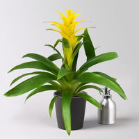 Guzmanie 'Diana', gelb, Topf-Ø 12 cm, im Übertopf Dallas anthrazit