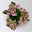 Kalanchoe 'Queen'®, rosa, Topf-Ø 14 cm, 3 Pflanzen