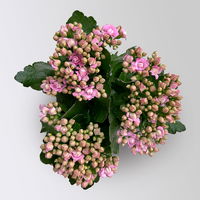 Kalanchoe 'Queen'®, rosa, Topf-Ø 14 cm, 3 Pflanzen