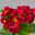 Hohe Schlüsselblume 'Inara® Red' rot, Topf-Ø 13 cm, 6er-Set