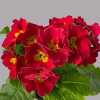 Hohe Schlüsselblume 'Inara® Red' rot, Topf-Ø 13 cm, 6er-Set