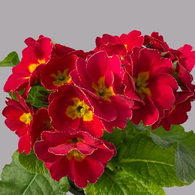 Hohe Schlüsselblume 'Inara® Red' rot, Topf-Ø 13 cm, 6 Pflanzen Hohe Schlüsselblume 'Inara® Red' rot, Topf-Ø 13 cm, 6 Pflanzen