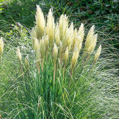 Bio Pampagras 'Senior' cremeweiß, Topf 5 Liter Bio Pampagras 'Senior' cremeweiß, Topf 5 Liter