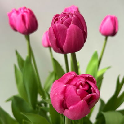 Tulpe, dunkelpink gefüllt, vorgetrieben, Topf-Ø 15 cm, 3 Pflanzen