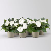 Edellieschen, weiß, Topf-Ø 12 cm, 6 Pflanzen