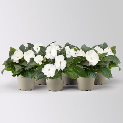 Edellieschen, weiß, Topf-Ø 12 cm, 6 Pflanzen Edellieschen, weiß, Topf-Ø 12 cm, 6 Pflanzen