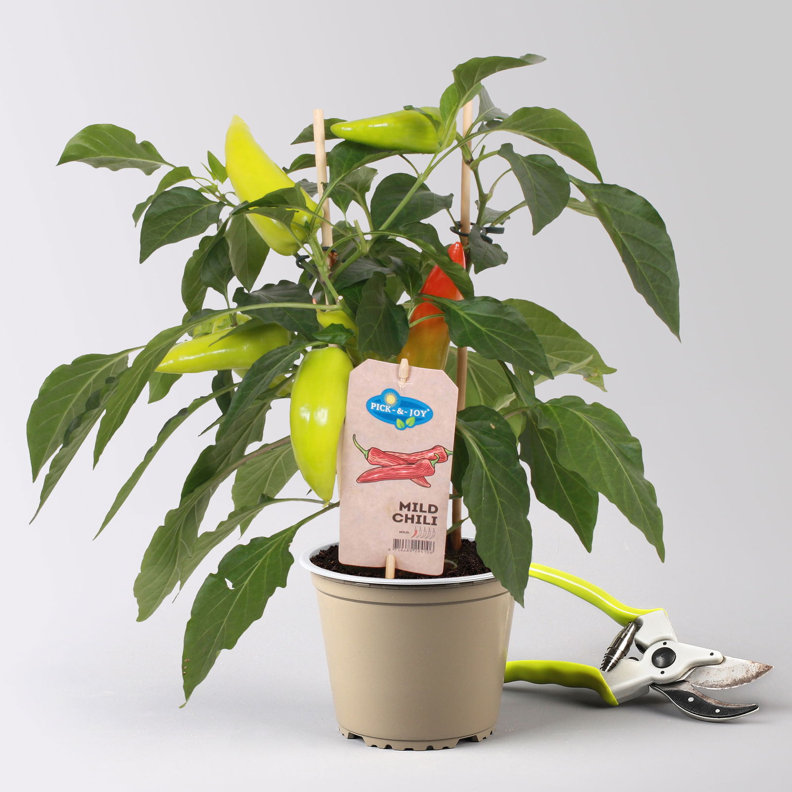 Kölle Naschgemüse Paprika Mix 'Pick-&-Joy®, Topf-Ø 14 cm, 4 Pflanzen