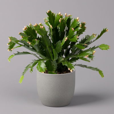 Weihnachtskaktus, orange, Topf-Ø 12 cm, 3 Pflanzen