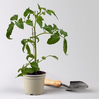 Bio Ochsenherztomate 'Fleurette', Topf-Ø 12 cm, 3 Pflanzen