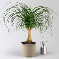 Elefantenfuß, Stamm, Topf-Ø 17 cm, Höhe ca. 30-50 cm, 2 Pflanzen Elefantenfuß, Stamm, Topf-Ø 17 cm, Höhe ca. 30-50 cm, 2 Pflanzen