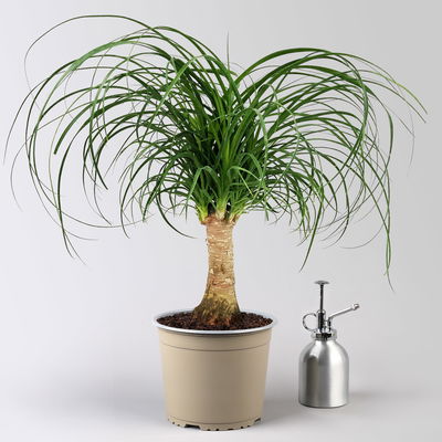 Elefantenfuß, Stamm, Topf-Ø 17 cm, Höhe ca. 30-50 cm, 2 Pflanzen Elefantenfuß, Stamm, Topf-Ø 17 cm, Höhe ca. 30-50 cm, 2 Pflanzen