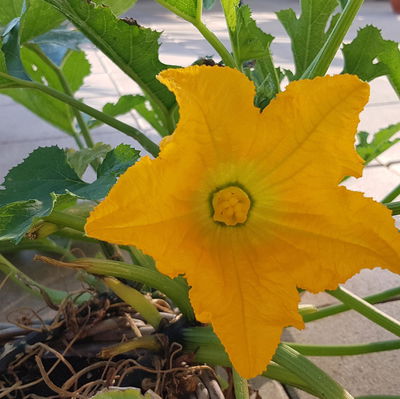 Blu Bio Zucchini 'Balkon-Zucchini', Topf-Ø 12 cm, 3er Set