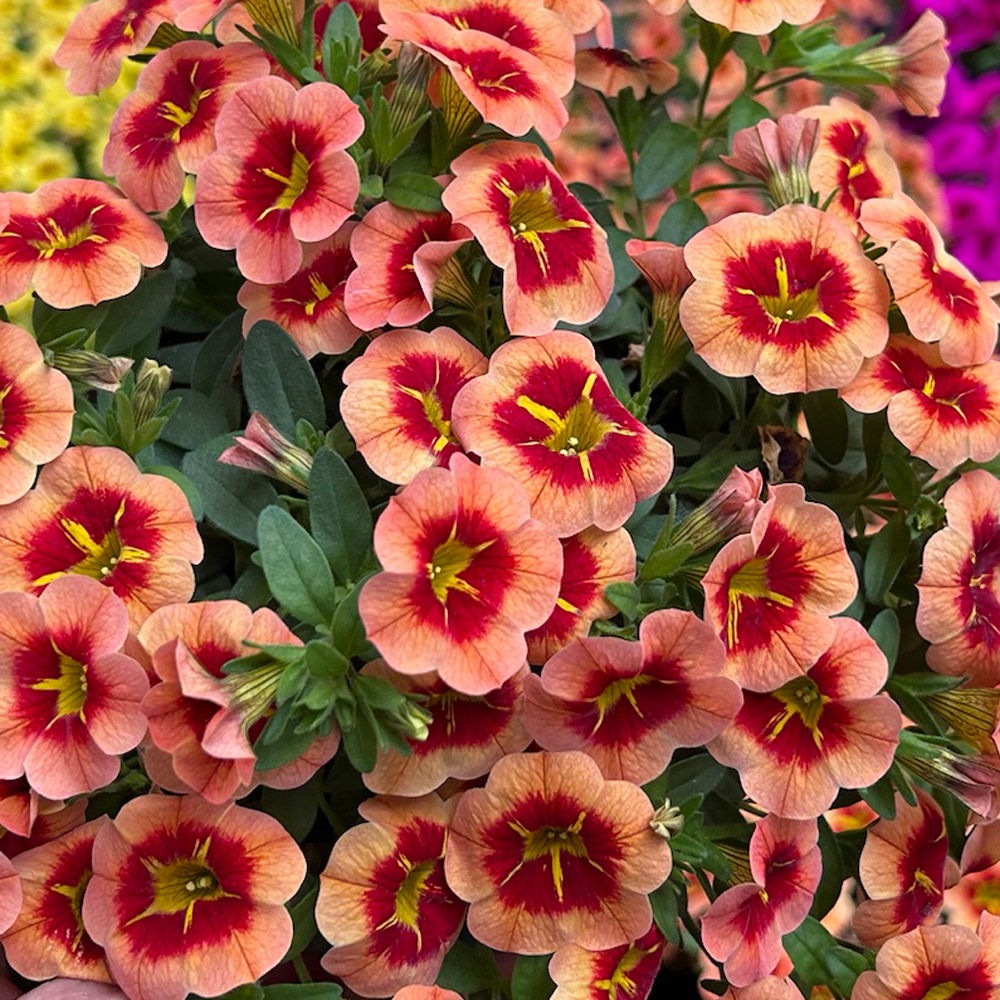 Zauberglöckchen 'Cabaret® Compact Orange Star', orange, Topf-Ø 13 cm, 6 Pflanzen