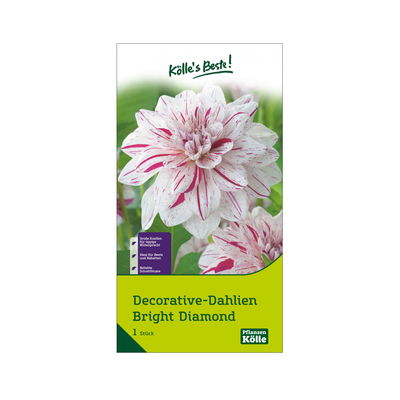 Kölles Beste Decorative Dahlien 'Bright Diamond' weiß/rosa, 1 Blumenknolle Kölles Beste Decorative Dahlien 'Bright Diamond' weiß/rosa, 1 Blumenknolle