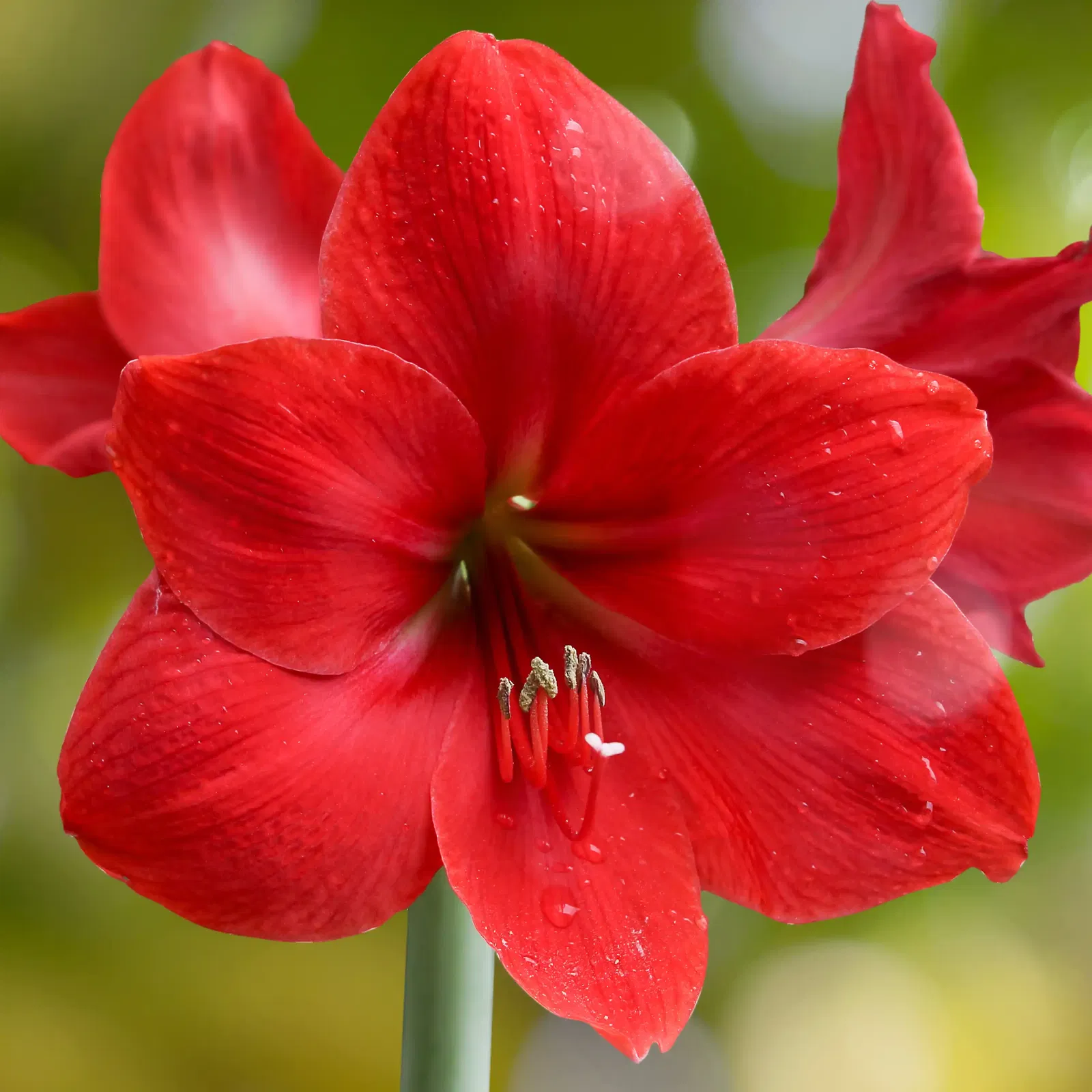 Amaryllis