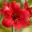 Amaryllis