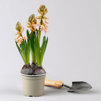 Hyazinthe gelb & orange, vorgetrieben, Topf-Ø 12 cm, 6 Pflanzen