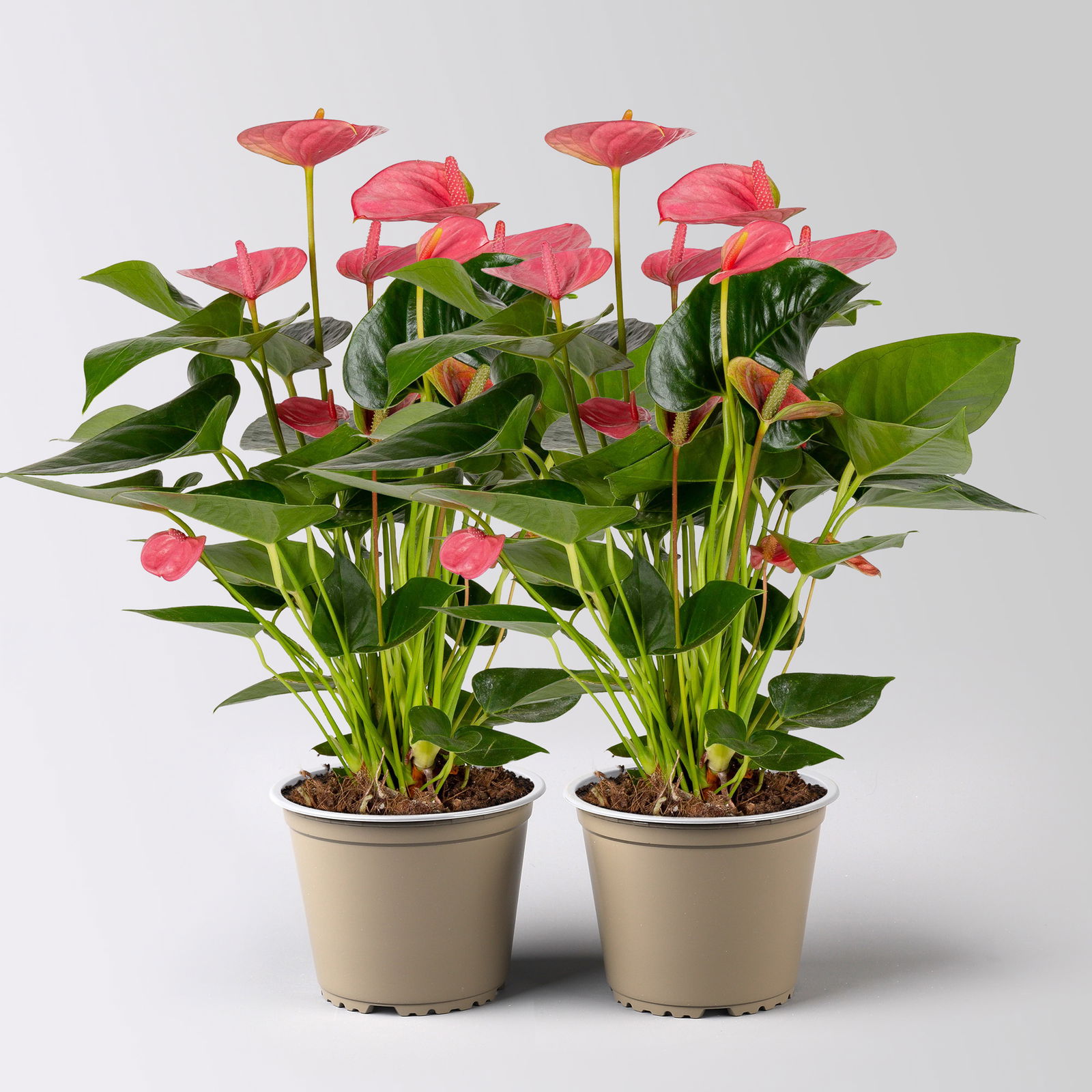 Flamingoblume 'Pink Champion', pink, Topf-Ø 14 cm, Höhe ca. 50 cm, 2 Pflanzen