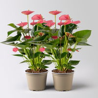 Flamingoblume 'Pink Champion', pink, Topf-Ø 14 cm, Höhe ca. 50 cm, 2 Pflanzen