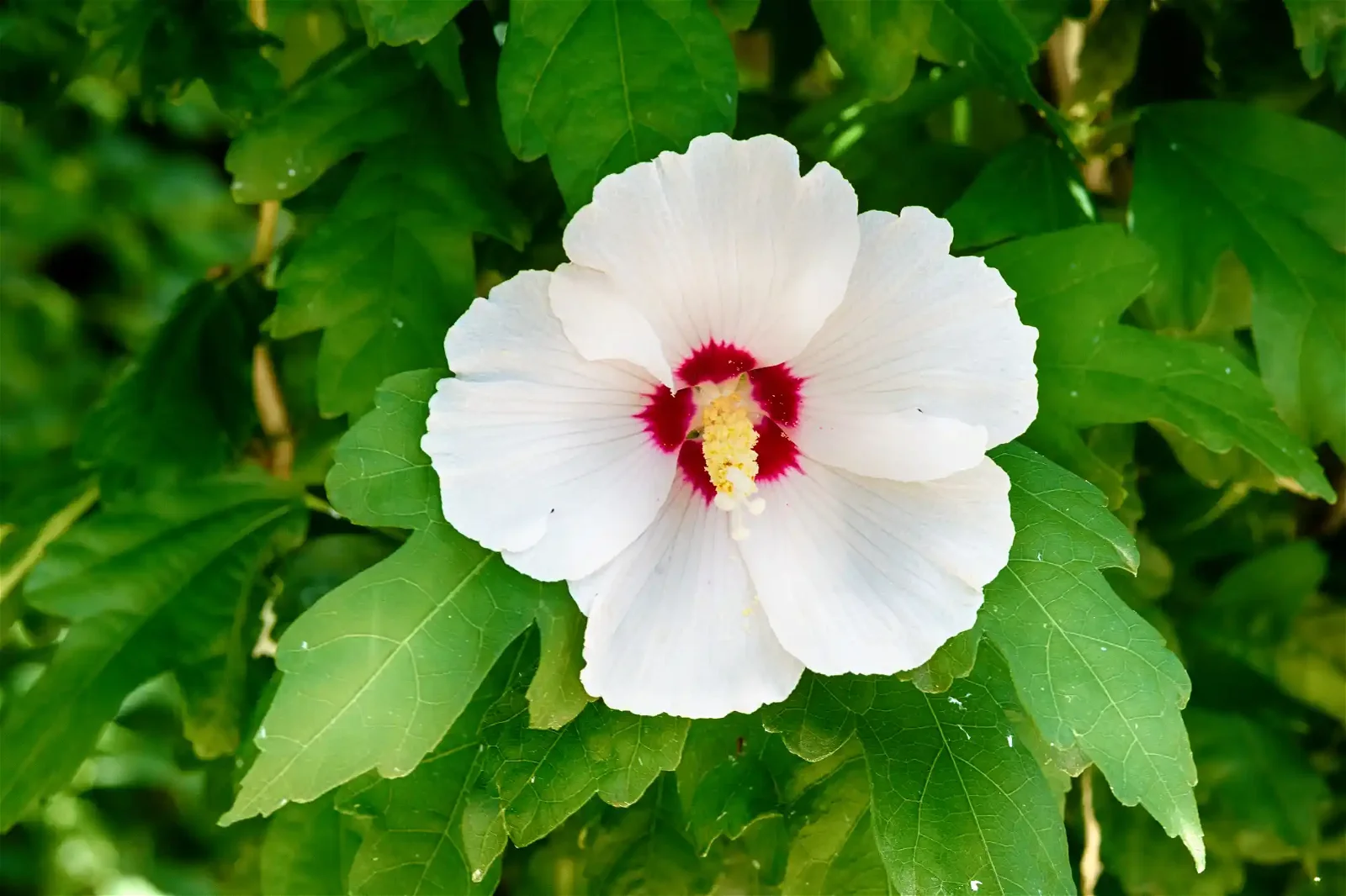 Hibiskus (Hibiscus syriacus)