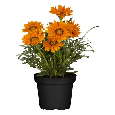 Mittagsgold orange, Topf -Ø 12 cm, 6er-Set