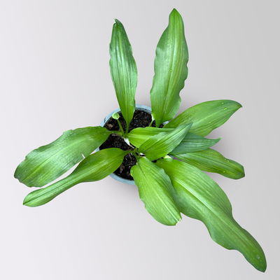 Bio Bärlauch, Topf-Ø 12 cm Bio Bärlauch, Topf-Ø 12 cm