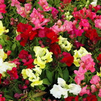 Löwenmäulchen 'Trio', bunt, Topf-Ø 13 cm, 6 Pflanzen