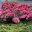Bodendeckerrosen Bodendeckerrosen
