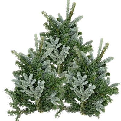 Nordmann- und Nobilis-Tannenzweige gemischt im Handbund, je ca. 1 kg, 3 Bund Nordmann- und Nobilis-Tannenzweige gemischt im Handbund, je ca. 1 kg, 3 Bund