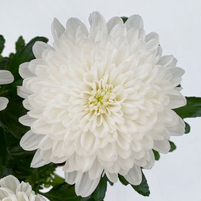 Chrysantheme 'Zembla Next White', weiß, großblumig, Topf-Ø 13 cm, 6 Pflanzen