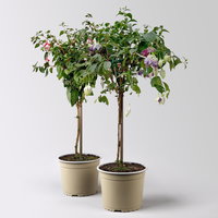 Fuchsie, Stamm, Farbe zufällig, Topf-Ø 17 cm, Höhe ca. 70 cm, 2 Pflanzen