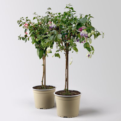 Fuchsie, Stamm, Farbe zufällig, Topf-Ø 17 cm, Höhe ca. 70 cm, 2 Pflanzen