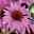 Thompson & Morgan Sonnenhut 'Pink Parasol' (Echinacea)